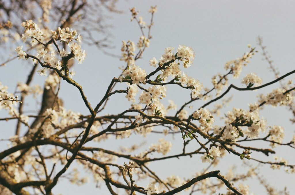 Spring, de Lente is in aantocht